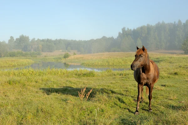 stock image brown horse standing near the water 