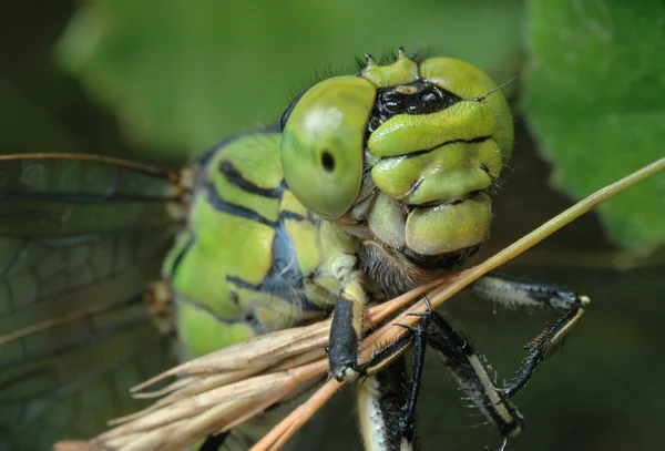 Close Grasshopper — Stok fotoğraf