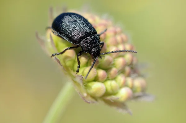 Black Beetle Green Plant — Stockfoto