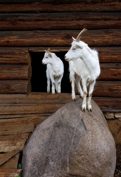 White Goats Farm — Stock Photo, Image
