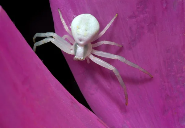 Macro Spider Spider Spider Spider Spider Spider — Stockfoto