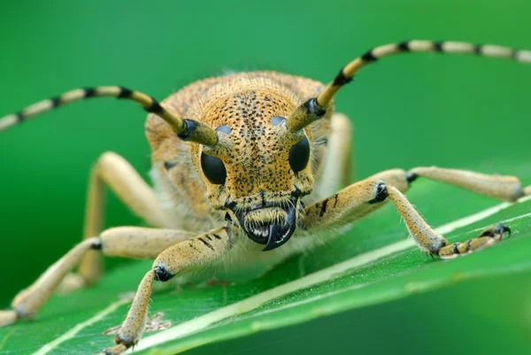 Macro Fotografía Insectos — Foto de Stock