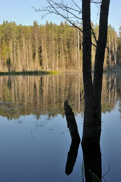 在一片松树林湖 — 图库照片