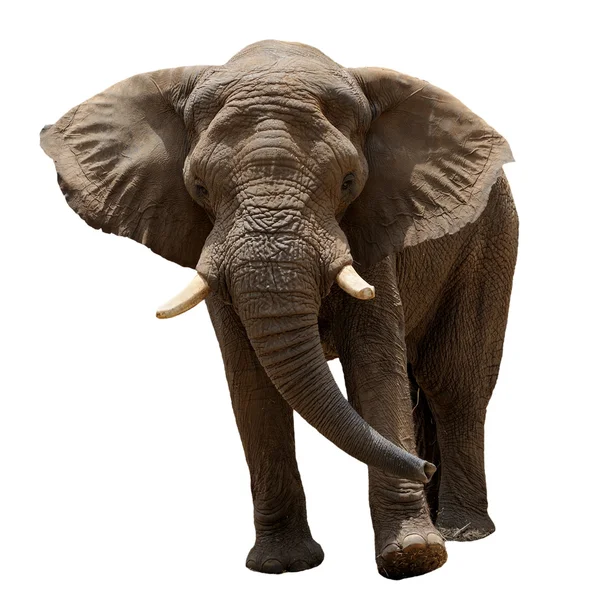 Elefante Africano Aislado Blanco Fotos De Stock