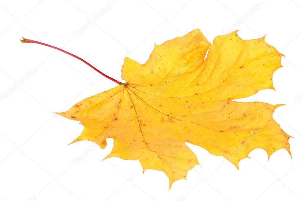 yellow maple leaf on a white background. 