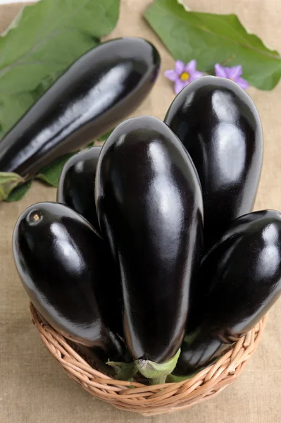 Eggplanter . – stockfoto