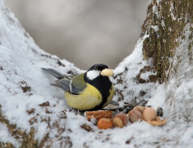 nutlet için bir baştankara