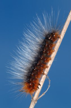 Hairy caterpillar clipart