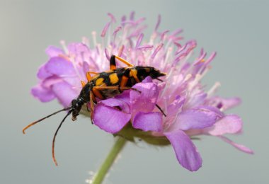 Longhorn beetle on a flower. clipart