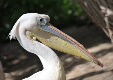 Pelican clipart