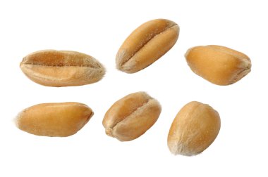 Wheat clipart