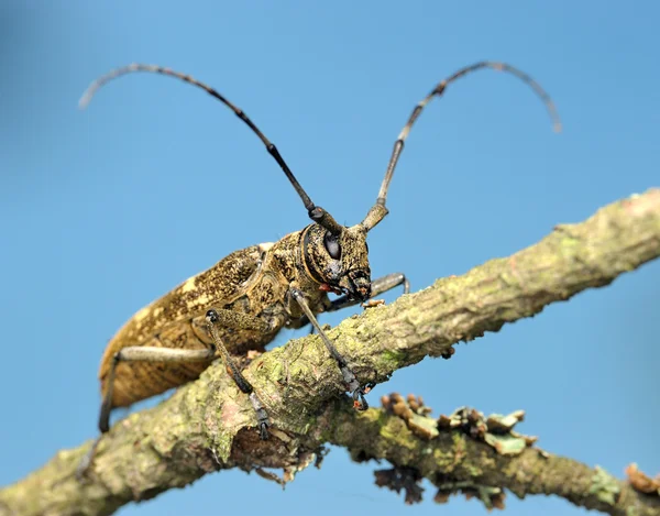 甲虫在一根枯树枝上 — 图库照片