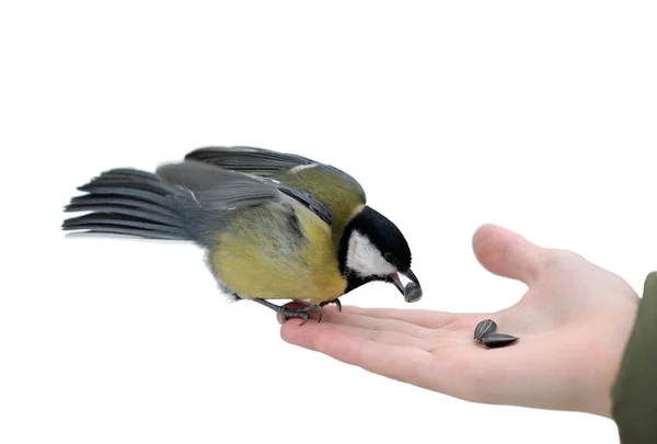 Titmouse on a hand. — Stock Photo, Image