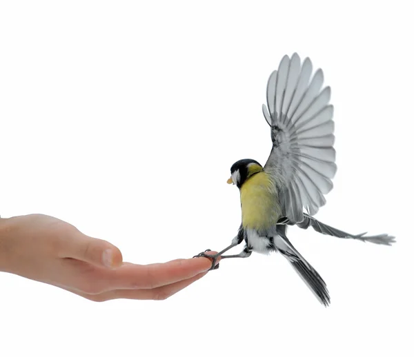 stock image Titmouse on a hand.