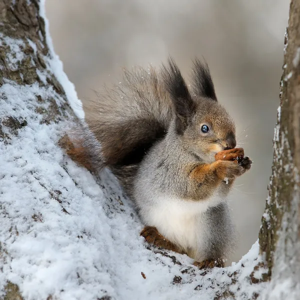 Das Eichhörnchen mit der Nuss. — Stockfoto