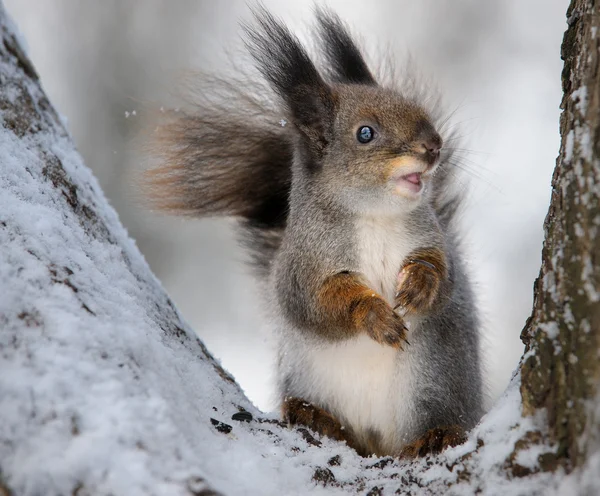 Das Eichhörnchen. — Stockfoto