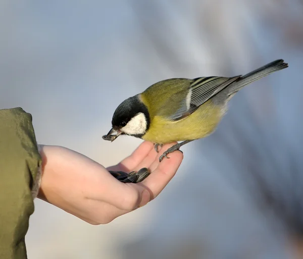 Titmouse on a hand. — Stock Photo, Image