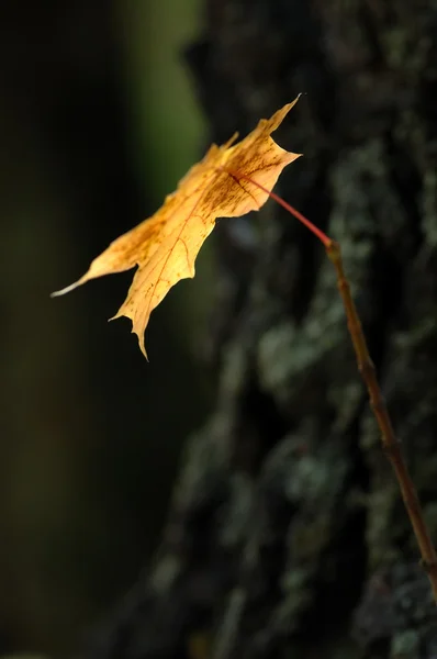 stock image Autumn leaves.