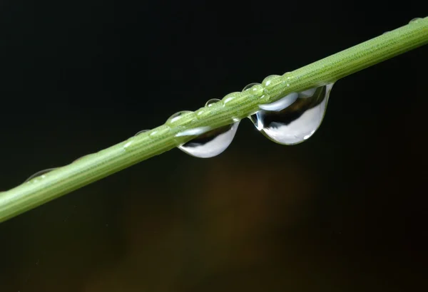 Drops on a blade. — Stock Photo, Image