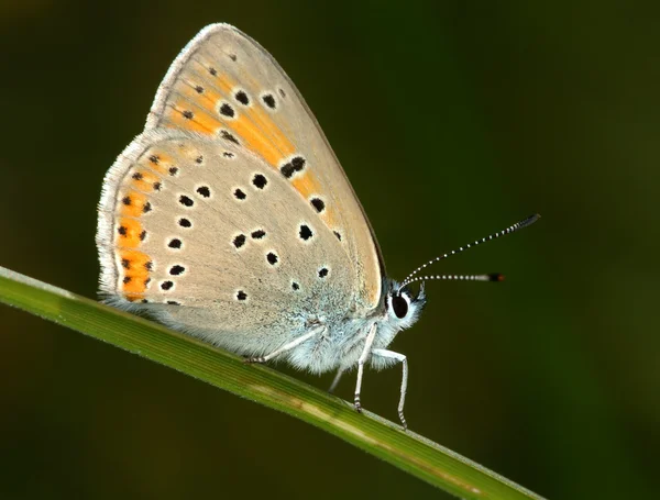 Бабочка на травинке . — стоковое фото