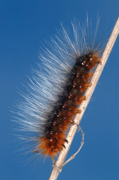 Harige caterpillar — Stockfoto