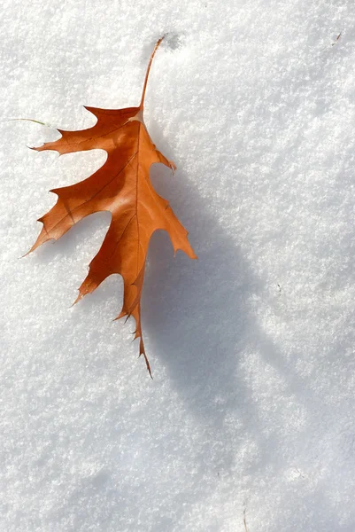 stock image Leaf in the snow.