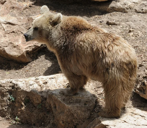 stock image Syrian bear