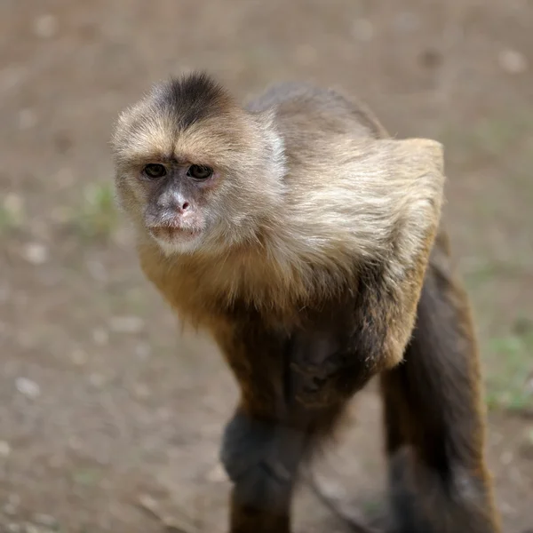 원숭이 — 스톡 사진