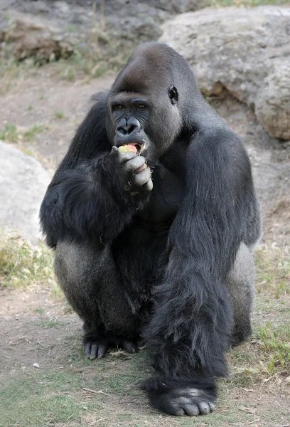 Stock image Gorillas