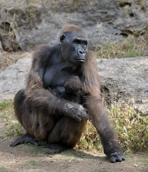 Gorilas — Fotografia de Stock