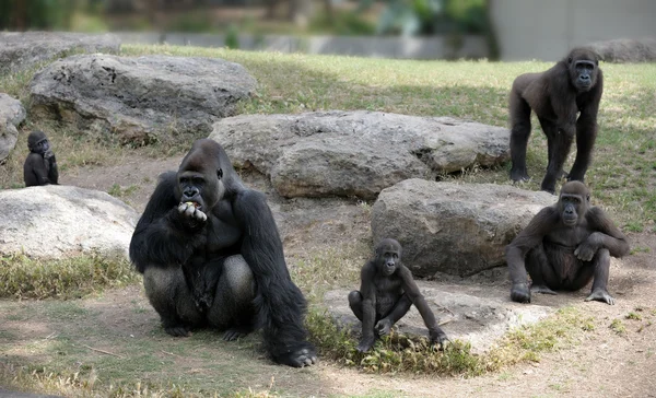 Gorilas — Fotografia de Stock