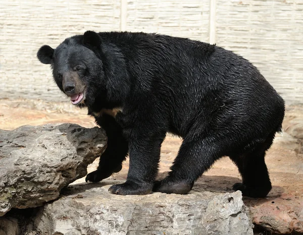 stock image Bear