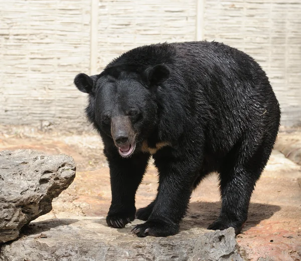 stock image Bear