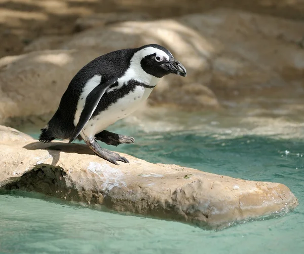 ペンギン — ストック写真