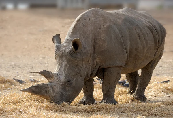 Носорог — стоковое фото