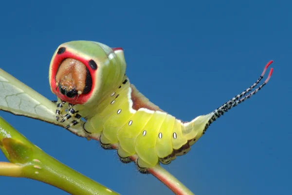 Gąsienica motyla na krzaku. Obrazek Stockowy