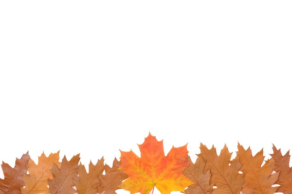 Hojas de otoño Imagen de stock