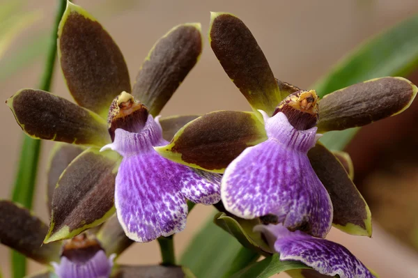 Orchidee — Foto Stock