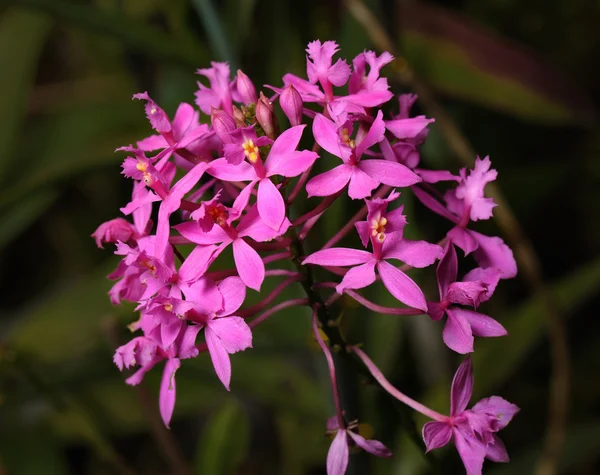 Orchideen — Stockfoto
