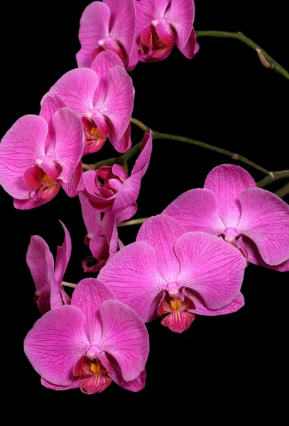 Орхидеи — стоковое фото