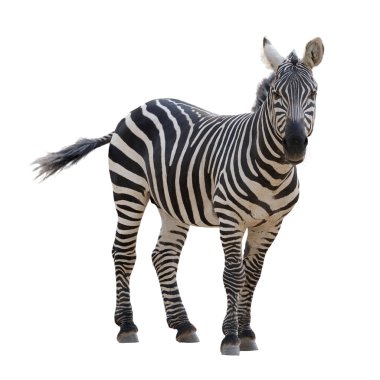 Zebra clipart