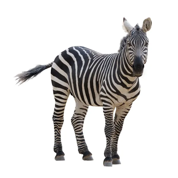 Zebra Telifsiz Stok Imajlar