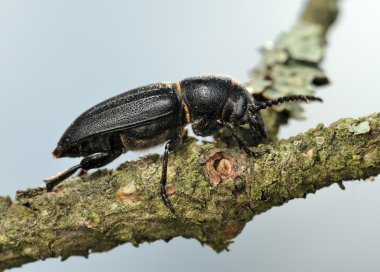 Longicorn beetle on a branch. clipart