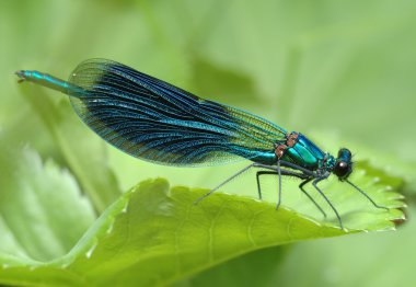 yusufçuk calopteryx çiçeği