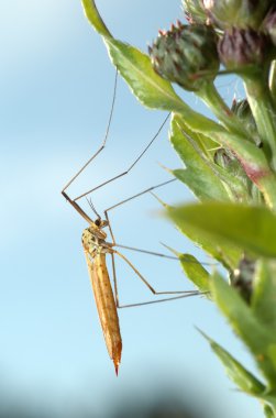 Mosquito crane-fly clipart