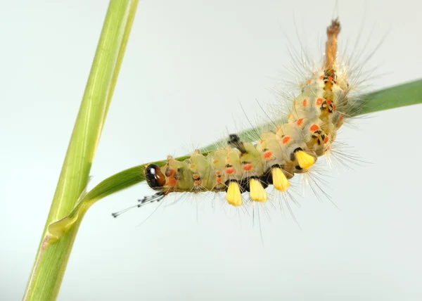 Caterpillar. — Stock Photo, Image