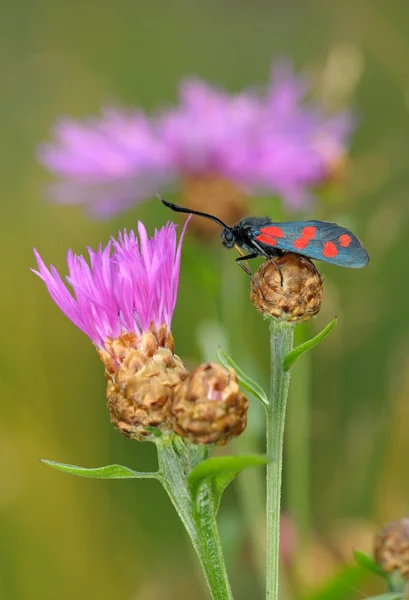 The butterfly Zygaena filipendulae — Stock Photo, Image