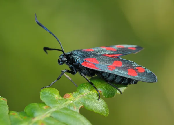 Бабочка Зигаена филипендула — стоковое фото