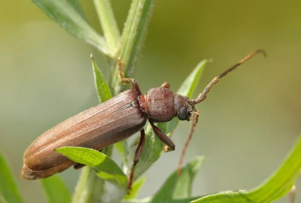 Escarabajo longicornio en una rama . — Foto de Stock