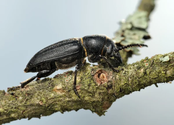 Longicorn beetle on a branch. — Stock Photo, Image